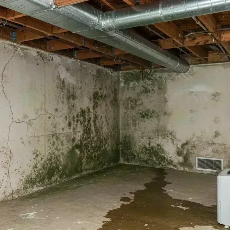 Professional Mold Removal in Woodland Hills, UT